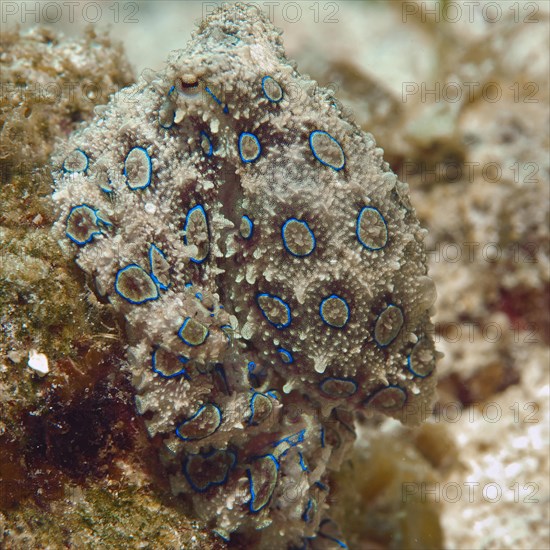 Blue ringed Octopus