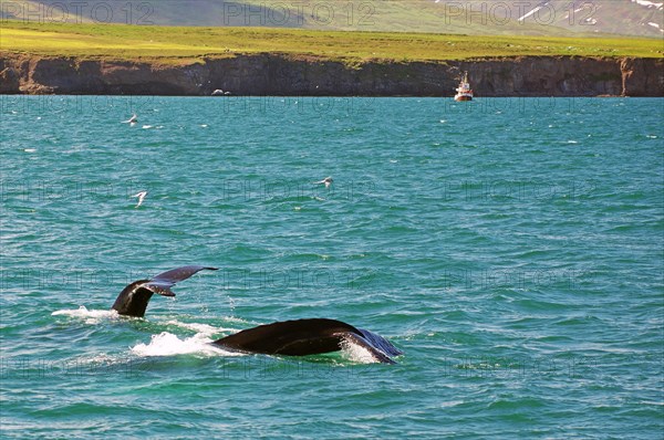 Two diving humpback whales