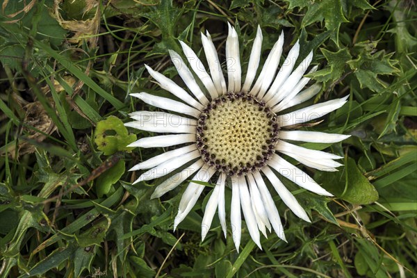 Silver thistle