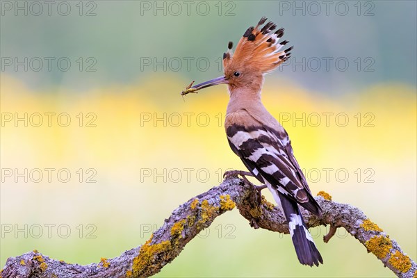 Hoopoe