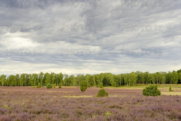 Heathland