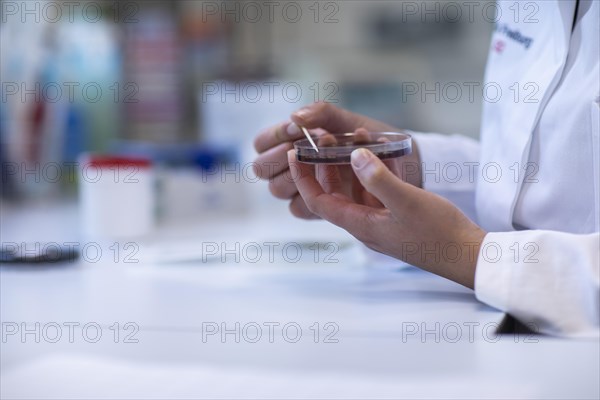 Hand of a lab technician with wooden stick and sample in petri dish working in a laboratory with laboratory equipment