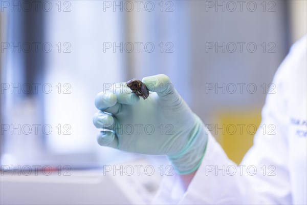 Bug in a hand in the laboratory and laboratory glove