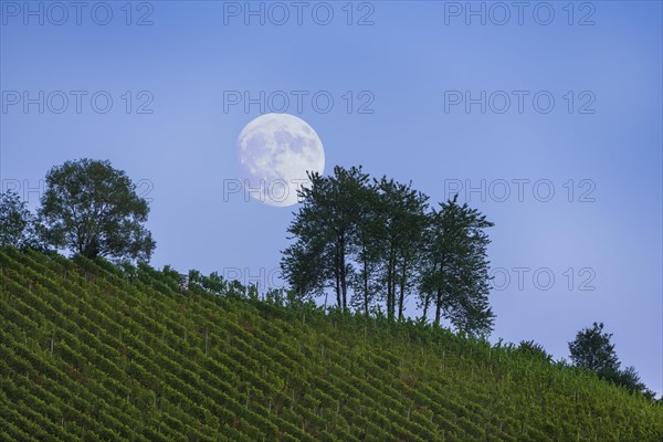 Moonrise over vineyard