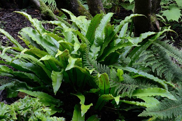 Spleenwort