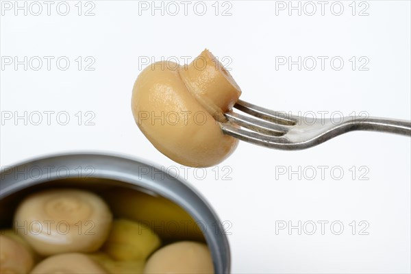 Canned common mushroom