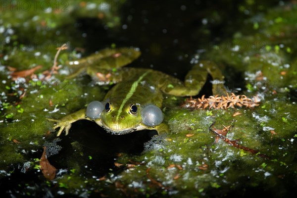 Marsh frog