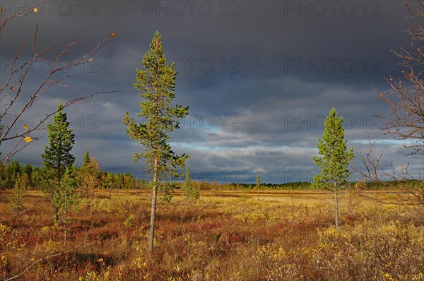 Autumn landscape with dark clouds and single trees