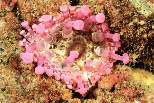 Club tipped anemone