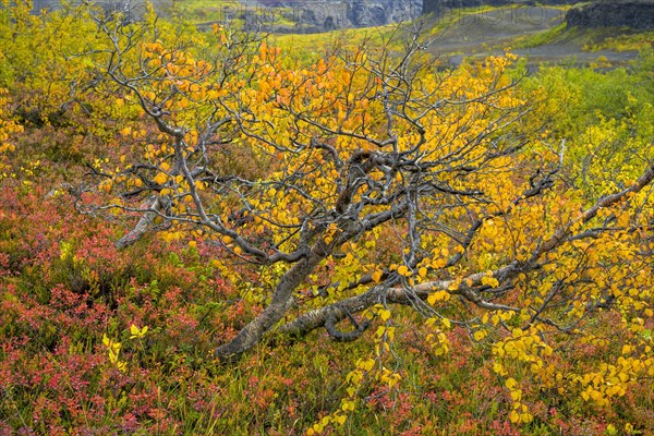 Colourful autumn colours in