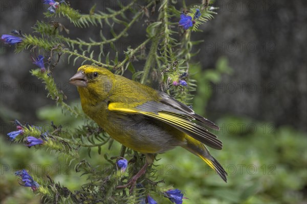 European greenfinch