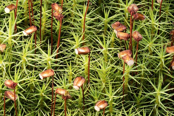 Matted pearlwort