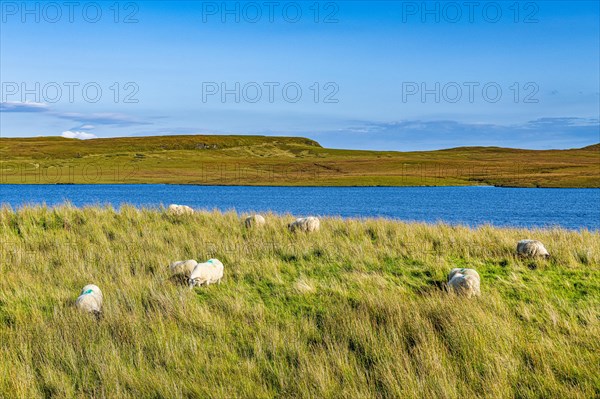 Sheep grazing on Loch Leathan