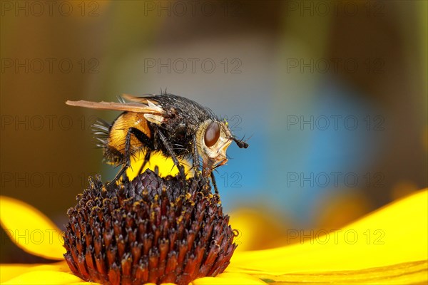 Giant tachinid fly