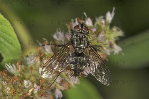 Parasitic fly