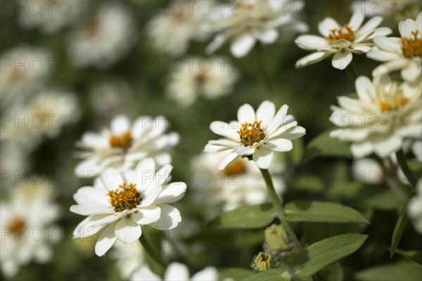 Narrow-leaved zinnia