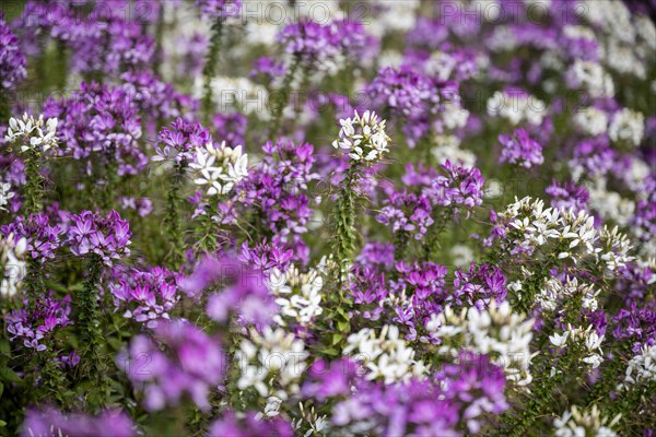 Spiny spiderflowers