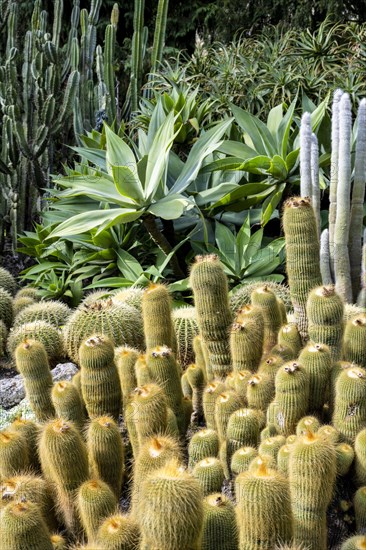 Cacti collection in the town garden of Ueberlingen on Lake Constance