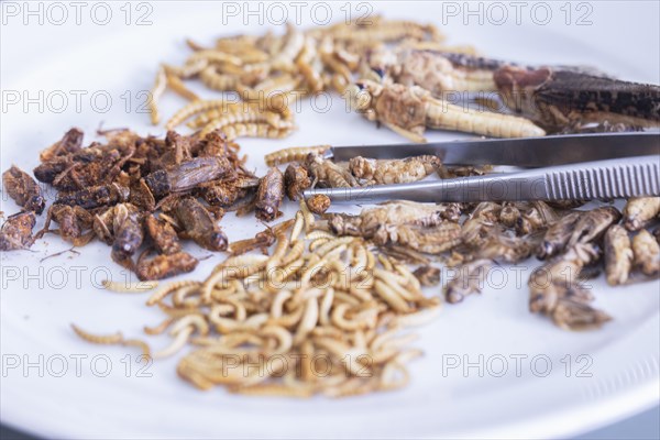 Insect pests with tweezers in a food control laboratory