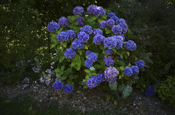 Hydrangea