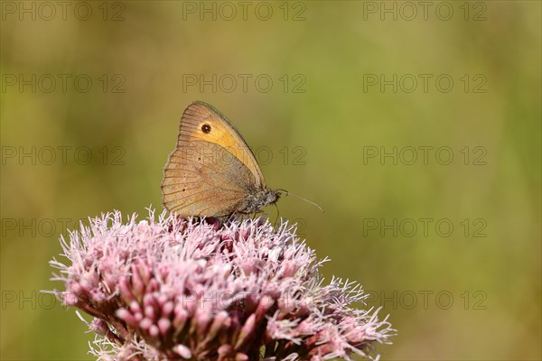 Meadow Brown