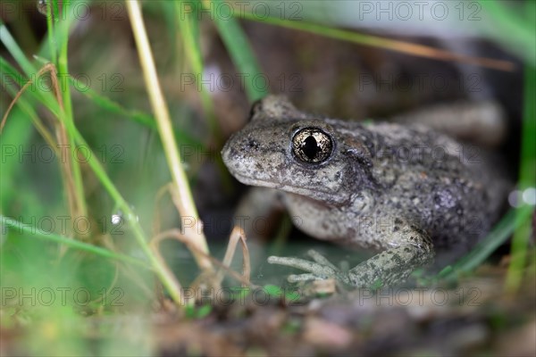 Common midwife toad