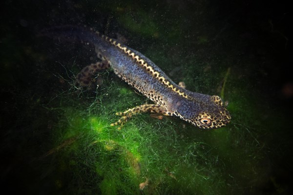 Alpine newt