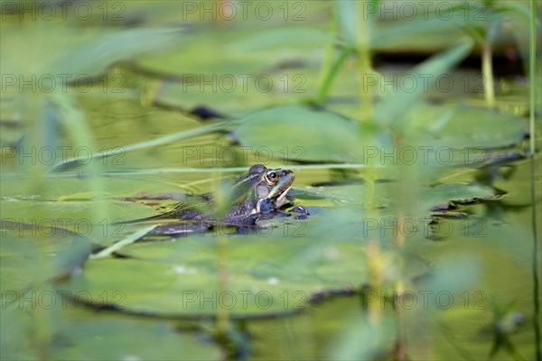 Marsh frog