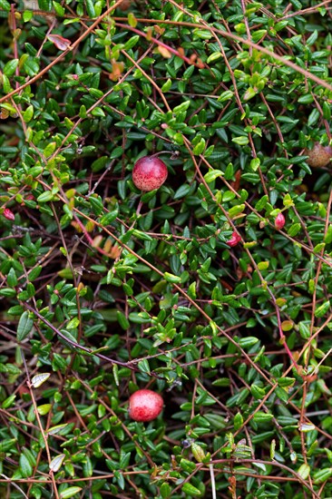 Small cranberry