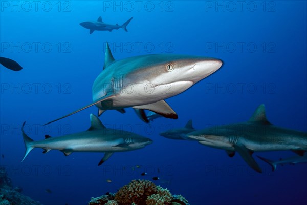 Grey reef sharks