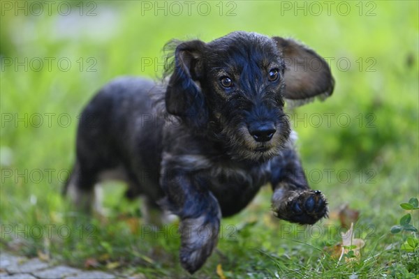 Wire-haired dachshund