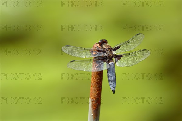 Broad-bodied chaser