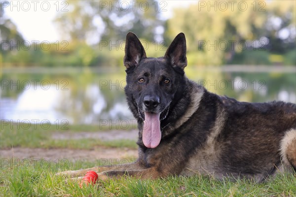 German shepherd Domestic dog