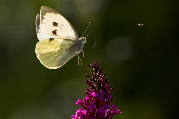 Cabbage butterfly