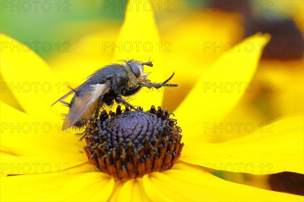 Giant tachinid fly