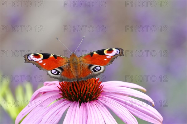 European peacock