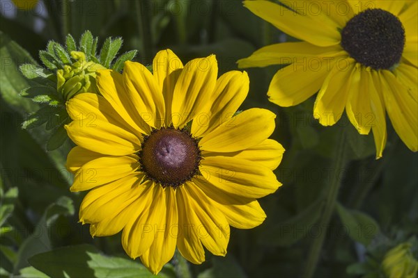 Yellow coneflower