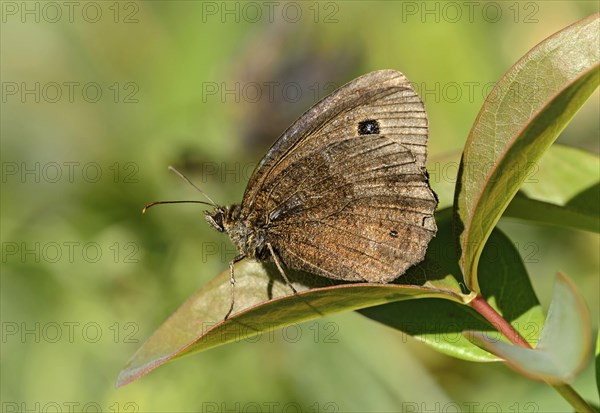 Tree grayling