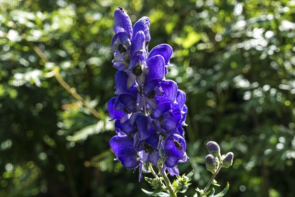 Monkshood