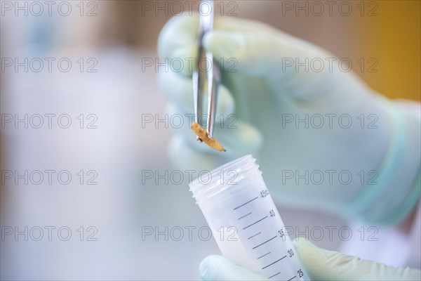 Tweezers with larva and tube in a laboratory with hand and laboratory glove