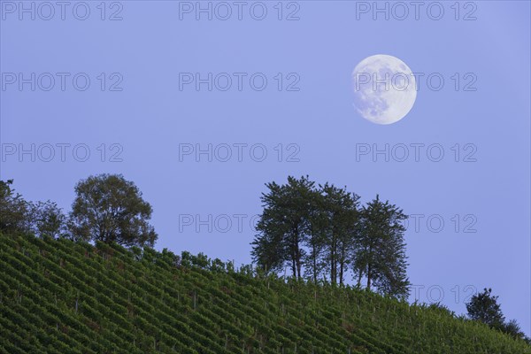 Moonrise over vineyard