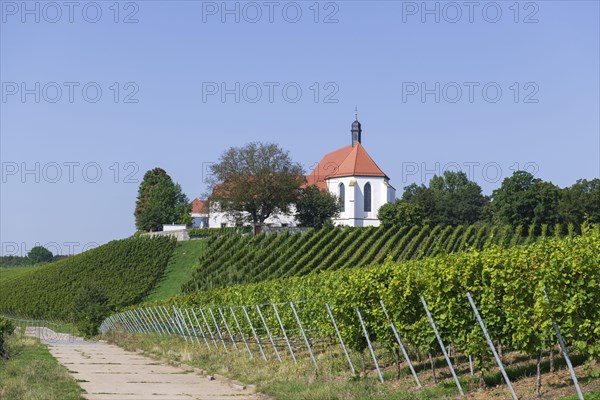 Vineyard with Vogelsburg with church Mariae Schutz