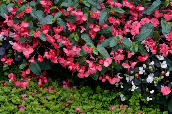 Pink flowering begonias