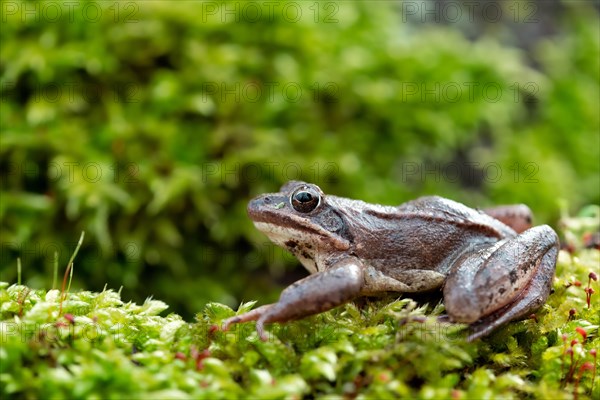 Agile frog