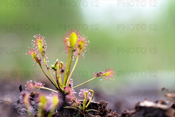 Oblong leaved sundews