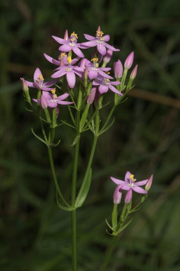 Centaury