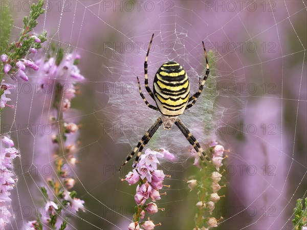 Wasp spider