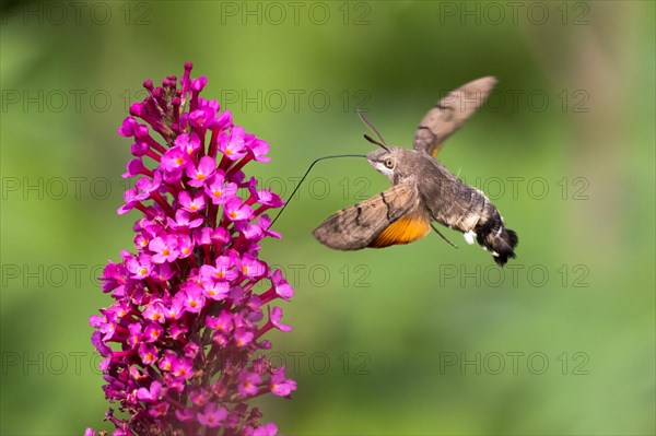 Hummingbird hawk-moth