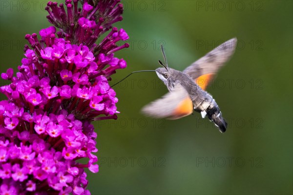 Hummingbird hawk-moth