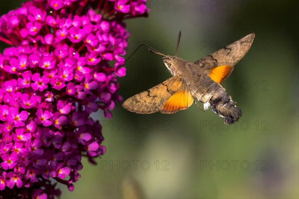 Hummingbird hawk-moth